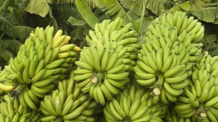 Диетологи назвали главные полезные свойства бананов