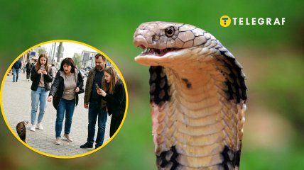 На Київщині знайшли "кобру"