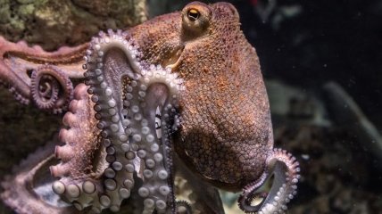 Нужны способности осьминога: ученые задумались о создании человека-невидимки 