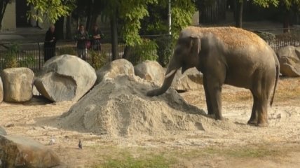 В столичном зоопарке установили песочницу для слоненка (Видео)