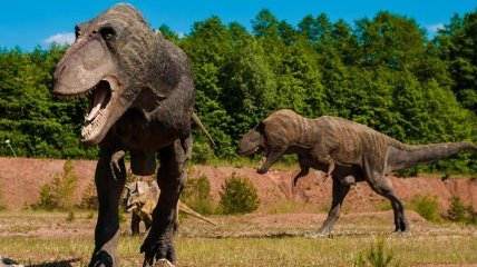 Девочка или мальчик: палеонтологи рассказали, как определить пол у динозавра