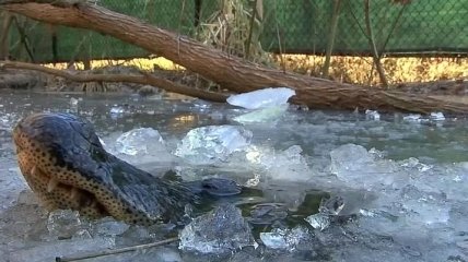 В парке США аллигаторы вмерзли в лед из-за сильных морозов: видео 