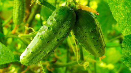 У теплиці краще вирощувати огірки гібридні та "партенокарпіки"