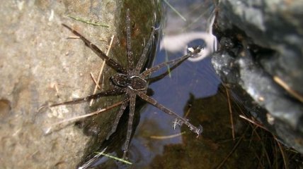 Найденный новый вид паука, который плавает и ест жаб