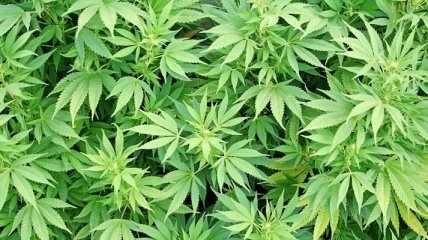 В Калифорнии создадут город для любителей марихуаны