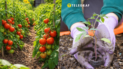 Этот способ может подойти не всем сортам