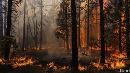 Новая технология быстрого тушения лесных пожаров