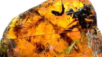 В ископаемом янтаре найден древнейший детеныш змеи