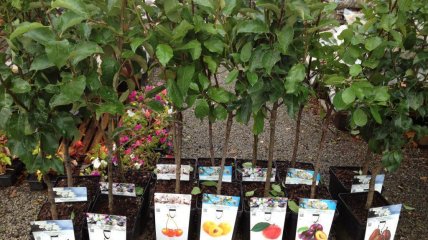 Саджанці яблуні, абрикоси, сливи, груші – коли краще садити