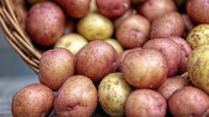 Картофель из Беларуси повлиял на цены в Украине