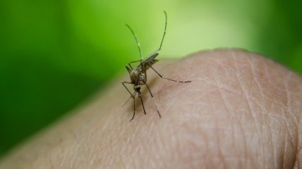 Як позбутися комарів