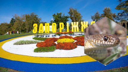 Желтобрюхий полоз в Запорожье