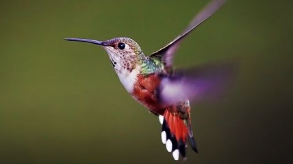 Ученые: колибри используют свои клювы в качестве оружия
