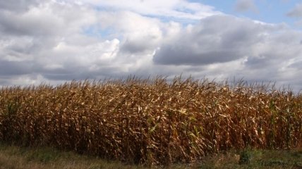  Украинские аграрии намолотили более 40 млн тонн зерновых 