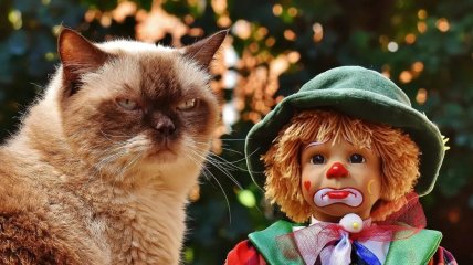 Если кот обиделся. Четыре способа вернуть его благосклонность