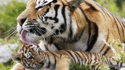 В Крыму появится парк тигров