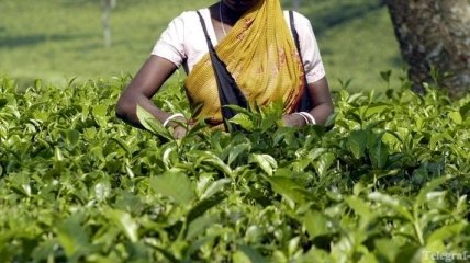 В Индии рабочие убили и съели работодателя