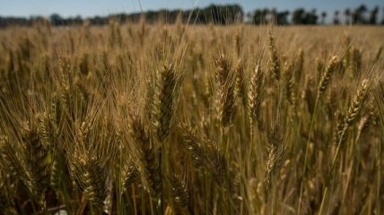 Украина в этом сезоне экспортировала 4,7 млн тонн зерна