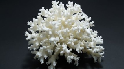 На побережье создадут искусственные коралловые рифы
