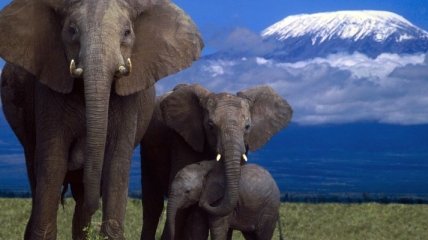 Сегодня Всемирный день защиты слонов