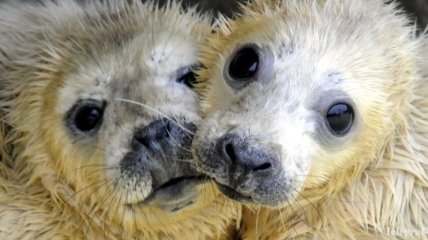 В Британии родились первые в мире тюлени-двойняшки