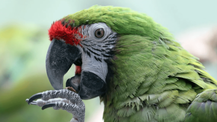 Папуга (ілюстративне фото)
