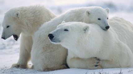 К 2050 году с Земли могут исчезнуть более 30% белых медведей