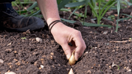 Посадка цибулі на зиму