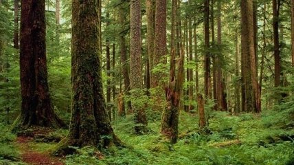 Экспериментальный лес поможет ученым предсказать изменения климата
