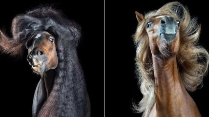 Гламурные портреты лошадей, размахивающих своими роскошными шевелюрами (Фото) 