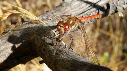 Искусственное освещение способствует вымиранию насекомых: новое исследование