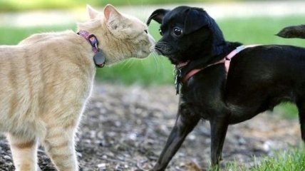 Ученые нашли новое отличие между кошкой и собакой