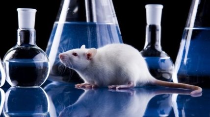 Ученые излечили мышей от проказы