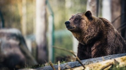 "Не спасался я от медведя, это он от меня убегал": спортсмен рассказал об удивительной встрече в карпатских горах