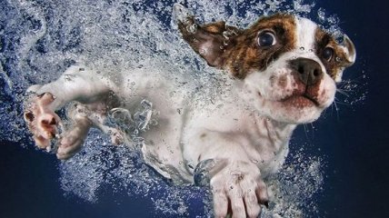 Забавные щенки, которые больше всего на свете обожают воду