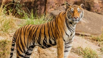 У Швейцарії тигриця розтерзала працівницю зоопарку
