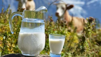 Чем опасно сырое молоко?