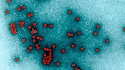 Ученые: вакцина не спасет от нового штамма вируса полиомиелита  
