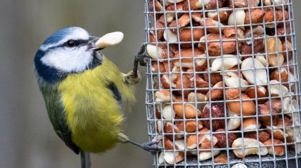 Помог телевизор: просмотр видео помог птицам выбрать свежую еду