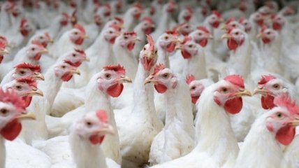 Украина оказалась в тройке мировых лидеров по экспорту курятины