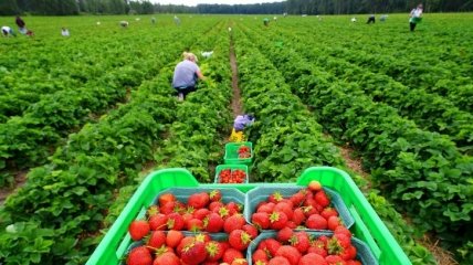 В Эстонии гибнет урожай клубники без украинских заробитчан