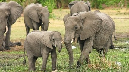 Природа против техники: в Индии слоны поборолись припаркованными машинами (Видео)