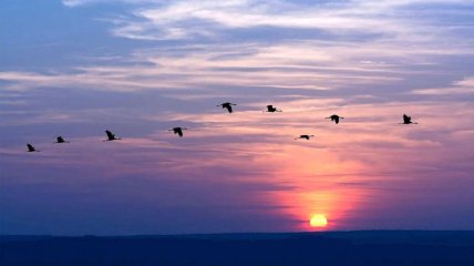 Перелетные птицы преодолевают путь над океаном