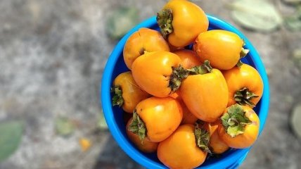 Эта тропическая ягода спасет от авитаминоза: полезные свойства хурмы