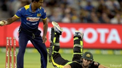 В Новой Зеландии осудили игрока в крикет за смерть попугая