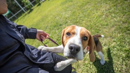 "Самая милая собака ever": сеть умилил четвероногий "спасатель", участвующих в учениях ГСЧС (фото)