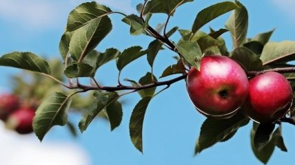 Два яблука в день знижують рівень "поганого" холестерину