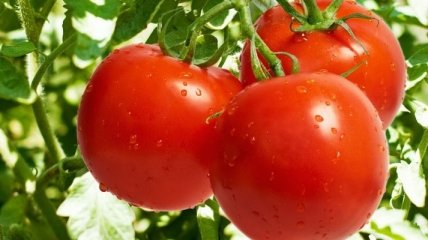 Полезные свойства томатов, о которых вы не знали