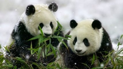 Экологи предрекли пандам массовое вымирание 