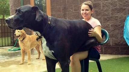 Смех до слез: огромные собаки, которые не понимают насколько они большие 